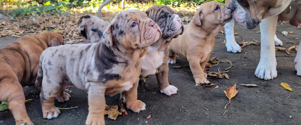 Beauty and Beasts Bulldogges